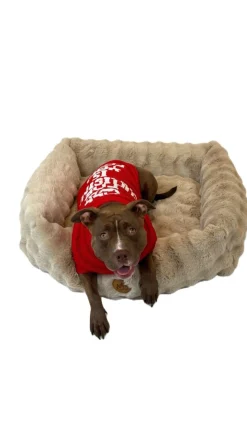 Adori Kersttrui Rood - Hondenkleding