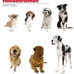 Adori Traininglijn Nylon Rood - Hondenriem