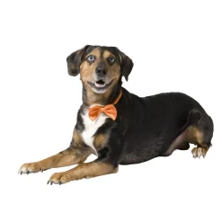 Adori Vlinderdas - Hondenkleding - 26-44 cm Oranje