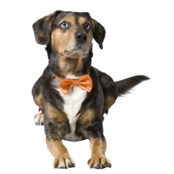 Adori Vlinderdas - Hondenkleding - 26-44 cm Oranje