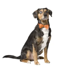 Adori Vlinderdas - Hondenkleding - 26-44 cm Oranje