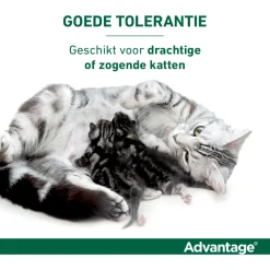 Advantage Kat 4 pip - Anti vlooienmiddel