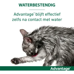Advantage Kat 4 pip - Anti vlooienmiddel