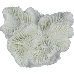 Aqua Della Fungia Koraal - Aquarium - Ornament - Wit