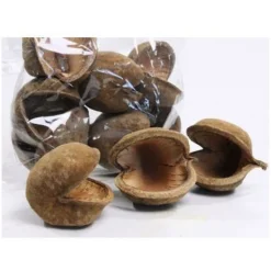 Back Zoo Nature Boeddha Noot - Natuurlijk Speelgoed - 10-12 Cm Xl