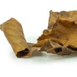 Back Zoo Nature Discovery Leaves - Natuurlijk Speelgoed - Ca. 35-50 G