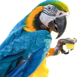 Back Zoo Nature Fruit Cups - Vogelsnack - Sinaasappel 6 stuks