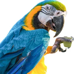 Back Zoo Nature Fruit Cups Meloen - Vogelsnack - 6 stuks