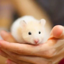 Beaphar Care Plus Hamster - Hamstervoer