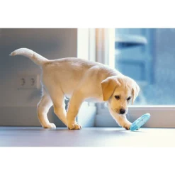 Beeztees Puppy Koel Bijtring - Hondenspeelgoed - Ø10 cm Groen