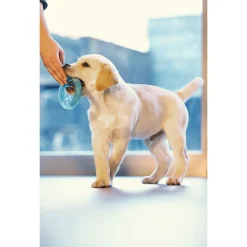 Beeztees Puppy Koel Bijtring - Hondenspeelgoed - Ø10 cm Groen