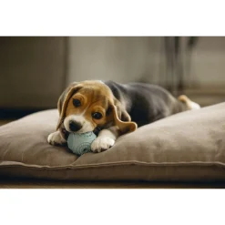 Beeztees Puppy Rubber Dental Bal Ø5 cm - Hondenspeelgoed