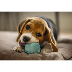 Beeztees Puppy Rubber Dental Bal Ø5 cm - Hondenspeelgoed