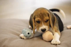 Beeztees Puppy Rubber Dental Halter Ø4x9 cm - Hondenspeelgoed