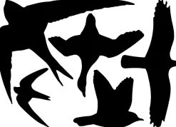 Best For Birds Raamstickers Vogel Assorti - Afweermiddel -