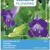 Buzzy Climbing Flowers - Asarina Violet - Bloemenzaden - 10 stuks