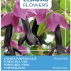 Buzzy Climbing Flowers - Rhodochiton - Purple Bells - Bloemenzaden - 10 stuks