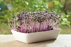 Buzzy Microgreens Micro Garden - Daikon Radijs - Groentezaden - per stuk