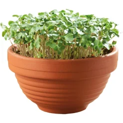Buzzy Microgreens Terracotta Schaal Boerenkool - Groentezaden - 1.5 g