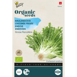 Buzzy Organic Krulandijvie Grosse Pancalière  - Bio - Groentezaden - 1 g