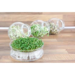 Buzzy Organic Sprouting Glazen Bowl Met Rucola  Bio - Groentezaden - per stuk