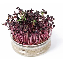 Buzzy Organic Sprouting Glazen Bowl Met Rucola  Bio - Groentezaden - per stuk
