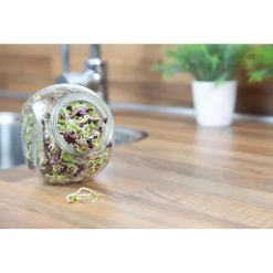 Buzzy Organic Sprouting Pot Pikante Salade Bio - Groentezaden - 7.5 g