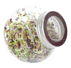 Buzzy Organic Sprouting Pot Pikante Salade Bio - Groentezaden - 7.5 g