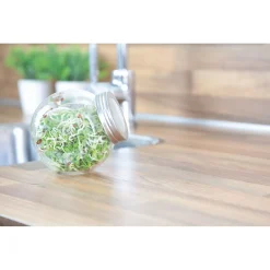 Buzzy Organic Sprouting Pot Daikon Bio - Groentezaden - 7.5 g