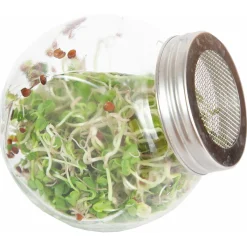 Buzzy Organic Sprouting Pot Daikon Bio - Groentezaden - 7.5 g