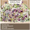 Buzzy Organic Sprouting Salademengsel Pikant - Bio - Groentezaden - 30 g