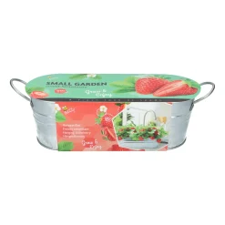 Buzzy Small Garden Sweet Strawberry - Kweeksets - per stuk