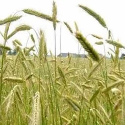 Buzzy Winterrogge - Groenbemester - 1000 g