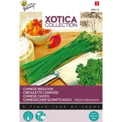 Buzzy Xotica Chinese Bieslook - Exotische zaden - 3 g