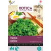 Buzzy Xotica Koriander Cilantro - Exotische zaden - 10 g