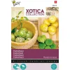 Buzzy Xotica Tomatillo - Mexicaanse Aardkers - Exotische zaden - 1 g