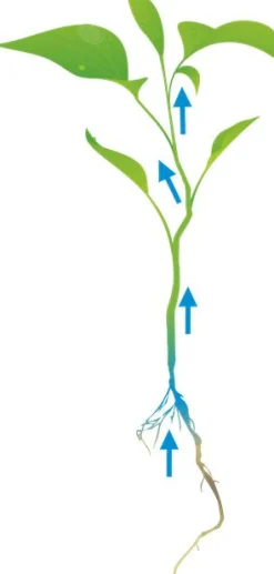 Cat's Best Sensitive - Kattenbakvulling