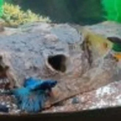 Ceramicnature Half-Log - Aquarium - Ornament - 18x10x6 cm Bruin M