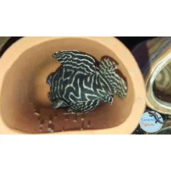 Ceramicnature Leghol Rond - Aquarium - Ornament - 14.5x6.5x4.7 cm Bruin L