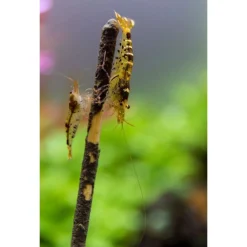 Ceramicnature Shrimp Lolly Spinach - Garnalen-Snack - Spinazie 15 g 10 stuks