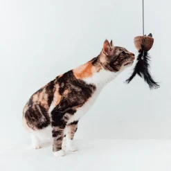 District 70 Bait Kattenhengel - Kattenspeelgoed - 55x40x18 cm Zwart