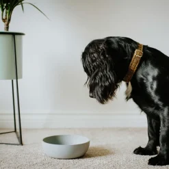 District 70 Bamboe Voerbak Lichtblauw - Hondenvoerbak