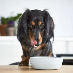 District 70 Bamboe Voerbak Lichtblauw - Hondenvoerbak