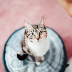 District 70 Tin Pouf Iron - Kattenmand - Ø45x15 cm Grijs