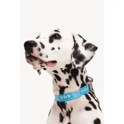 Dogguo Collar Blauw&Zilver - Hondenhalsband