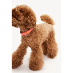 Dogguo Collar Oranje&Pink - Hondenhalsband