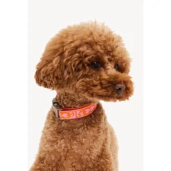 Dogguo Collar Oranje&Pink - Hondenhalsband