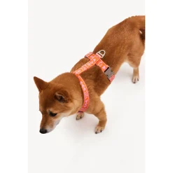 Dogguo Harnas Oranje&Pink - Hondentuig