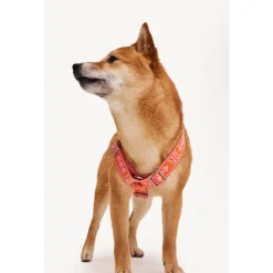 Dogguo Harnas Oranje&Pink - Hondentuig