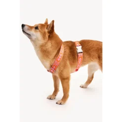 Dogguo Harnas Oranje&Pink - Hondentuig